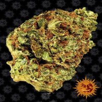 (Bild für) Watermelon Zkittlez [Auto]