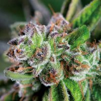 (Bild für) Watermelon Zkittlez female