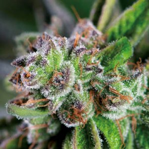 (Bild für) Watermelon Zkittlez female
