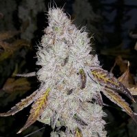 (Bild für) Wedding Cake aka Triangle Mints 5 fem
