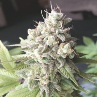 (Bild für) Wedding Cake Autoflower fem