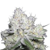 (Bild für) Weddingcake x Frosty Gelato fem