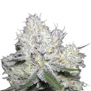(Bild für) Weddingcake x Frosty Gelato fem