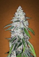 (Bild für) West Coast OG Auto fem