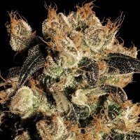 (Bild für) White Berry fem