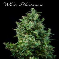 (Bild für) White Butanese fem
