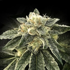 (Bild für) White Chocolope