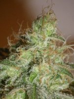 (Bild für) White Chronic fem
