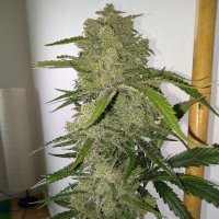 (Bild für) White Cookies Auto female
