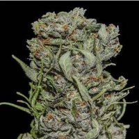 (Bild für) White Critical Express fem