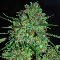(Bild für) White Critical 5 fem