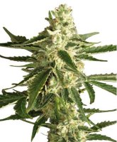 (Bild für) White Diesel Haze Automatic