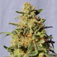(Bild für) White Domina female