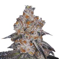(Bild für) White Fire Gelato fem