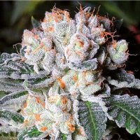 (Bild für) White Fire OG aka WIFI fem