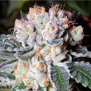 (Bild für) White Fire OG aka WIFI fem
