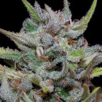 (Bild für) White Fire OG Kush fem