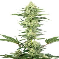 (Bild für) White Gorilla Haze fem