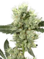 (Bild für) White Haze