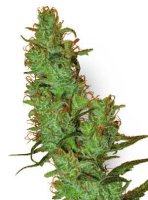 (Bild für) White Label Jack Herer