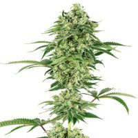 (Bild für) Nicole Kush fem
