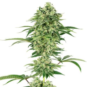 (Bild für) Nicole Kush fem