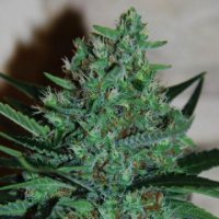 (Bild für) White Lavender 5 fem