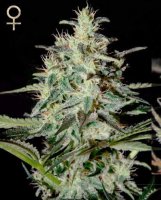 (Bild für) White Lemon feminized