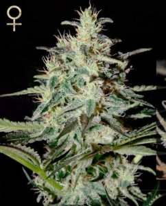 (Bild für) White Lemon feminized