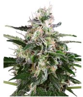 (Bild für) White Skunk Automatic fem