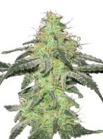 (Bild für) White Skunk