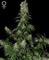 (Bild für) White Strawberry Skunk feminized