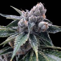 (Bild für) White Walker Kush
