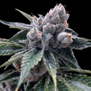 (Bild für) White Walker Kush