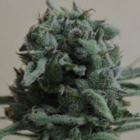 (Bild für) White Widow 47 fem