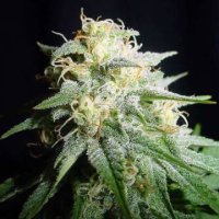 (Bild für) White Widow Automatic 5 fem