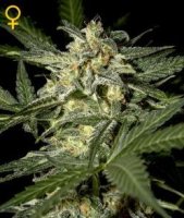 (Bild für) White Widow Auto female