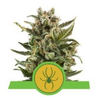 (Bild für) White Widow Auto feminized