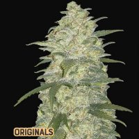 (Bild für) White Widow Auto fem