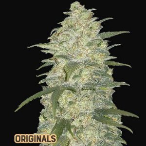 (Bild für) White Widow Auto fem