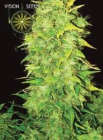 (Bild für) White Widow Auto fem