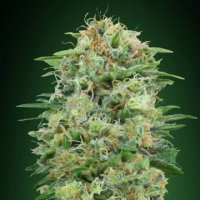 (Bild für) White Widow CBD fem