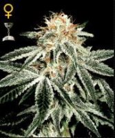 (Bild für) White Widow female
