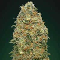 (Bild für) White Widow fem