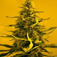 (Bild für) White Widow