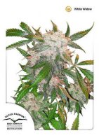 (Bild für) White Widow