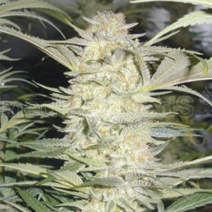 (Bild für) White Widow fem