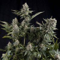 (Bild für) White Widow female