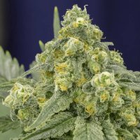 (Bild für) White Widow