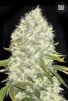 (Bild für) White Widow female